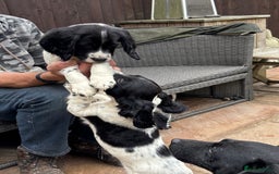 Sprocker dogs for sale: sprocket puppies  - Image 2