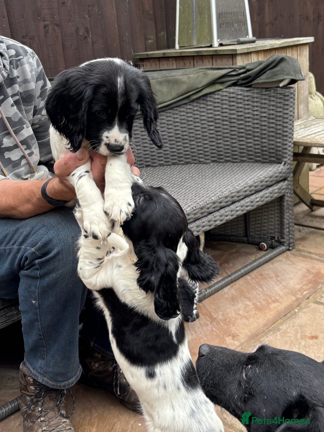 Sprocker dogs for sale: sprocket puppies  - Image 2