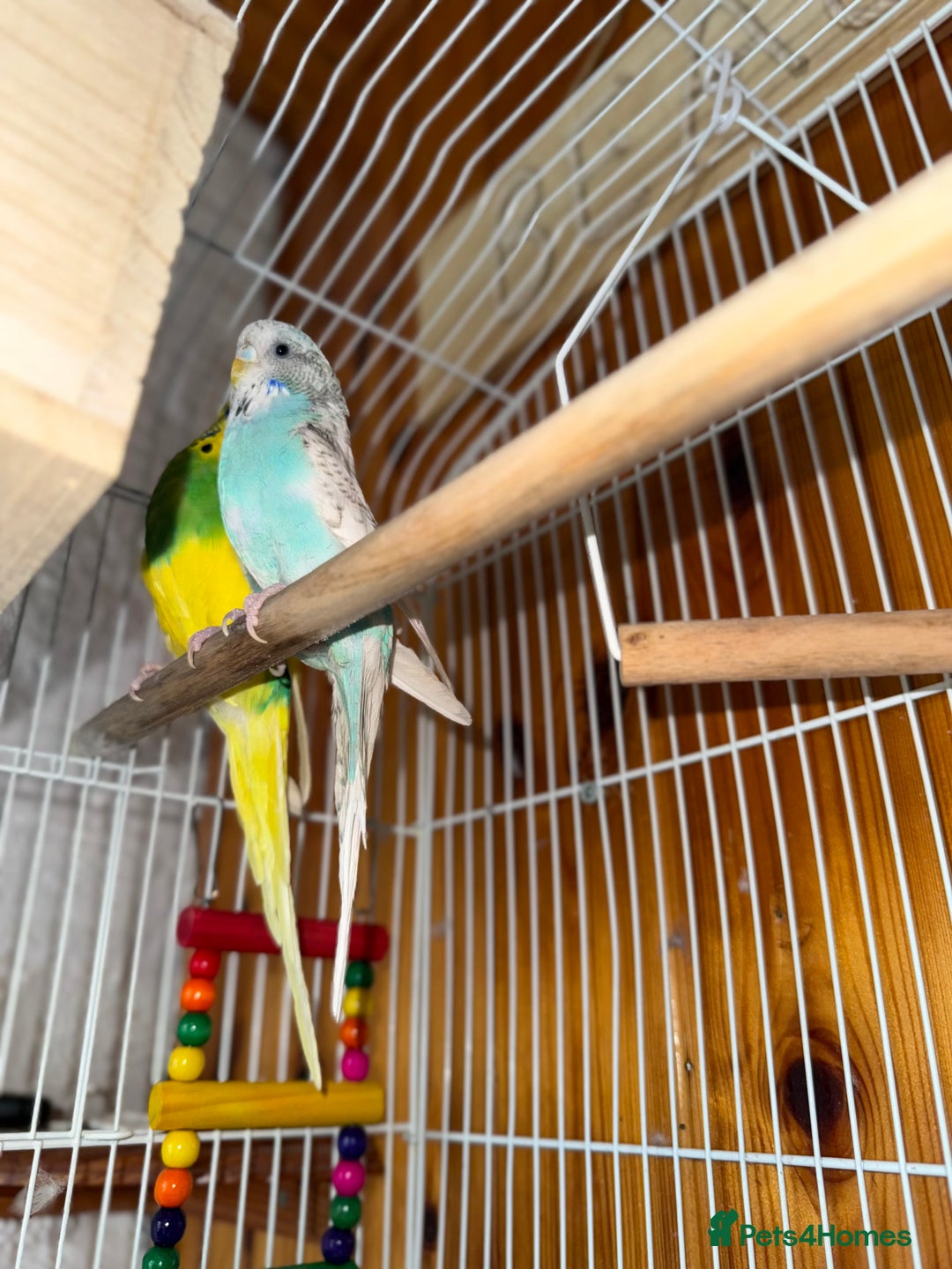 Budgerigars birds for sale: Budgie for sale  - Image 3