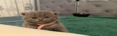 Basil