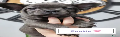 French Bulldog Puppy 5
