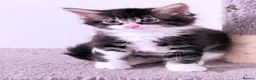 Domestic Shorthair cats for sale: Stunning British Tabby Kittens – Ready April 4th - Advert 29