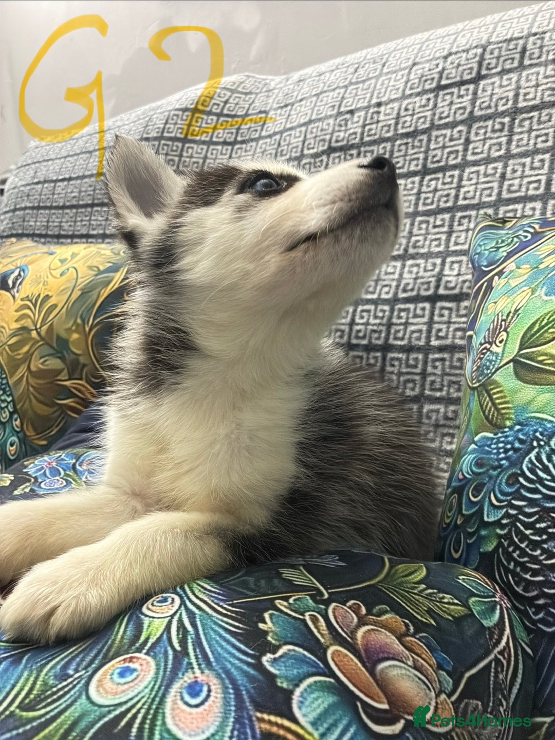 Siberian Husky dogs for sale: Pure Siberian huskies  - Advert 14