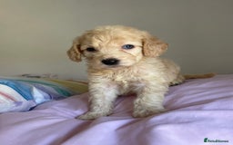 Cockapoo dogs for sale: Cockapoo puppies  - Image 10