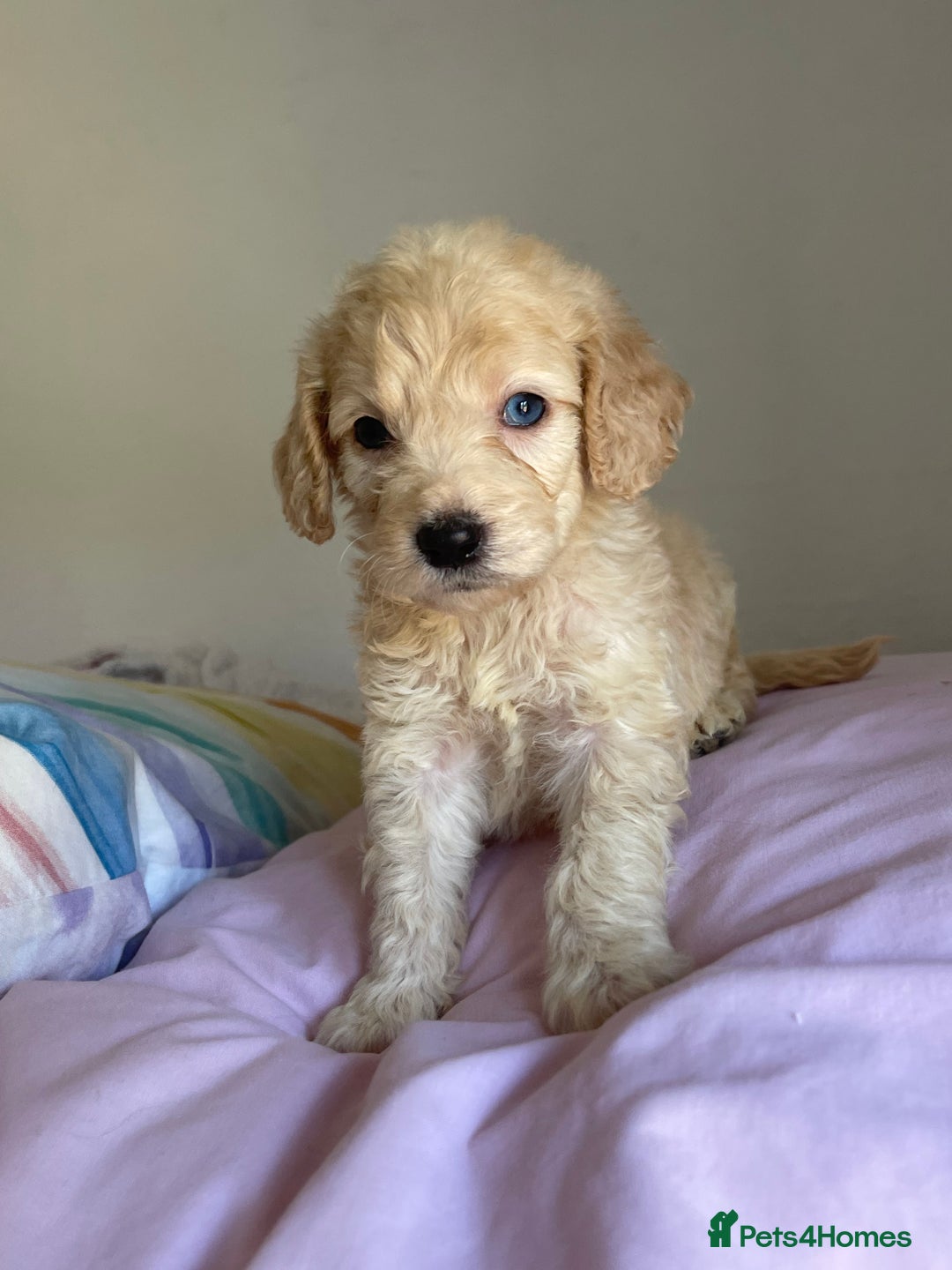 Cockapoo dogs for sale: Cockapoo puppies  - Image 10