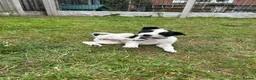 Mixed Breed dogs for sale: Australian cattle dog X Collie Greyhound  - Advert 3