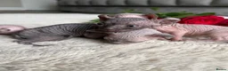 Sphynx cats for sale: Canadian Elf Sphynx  - Advert 32
