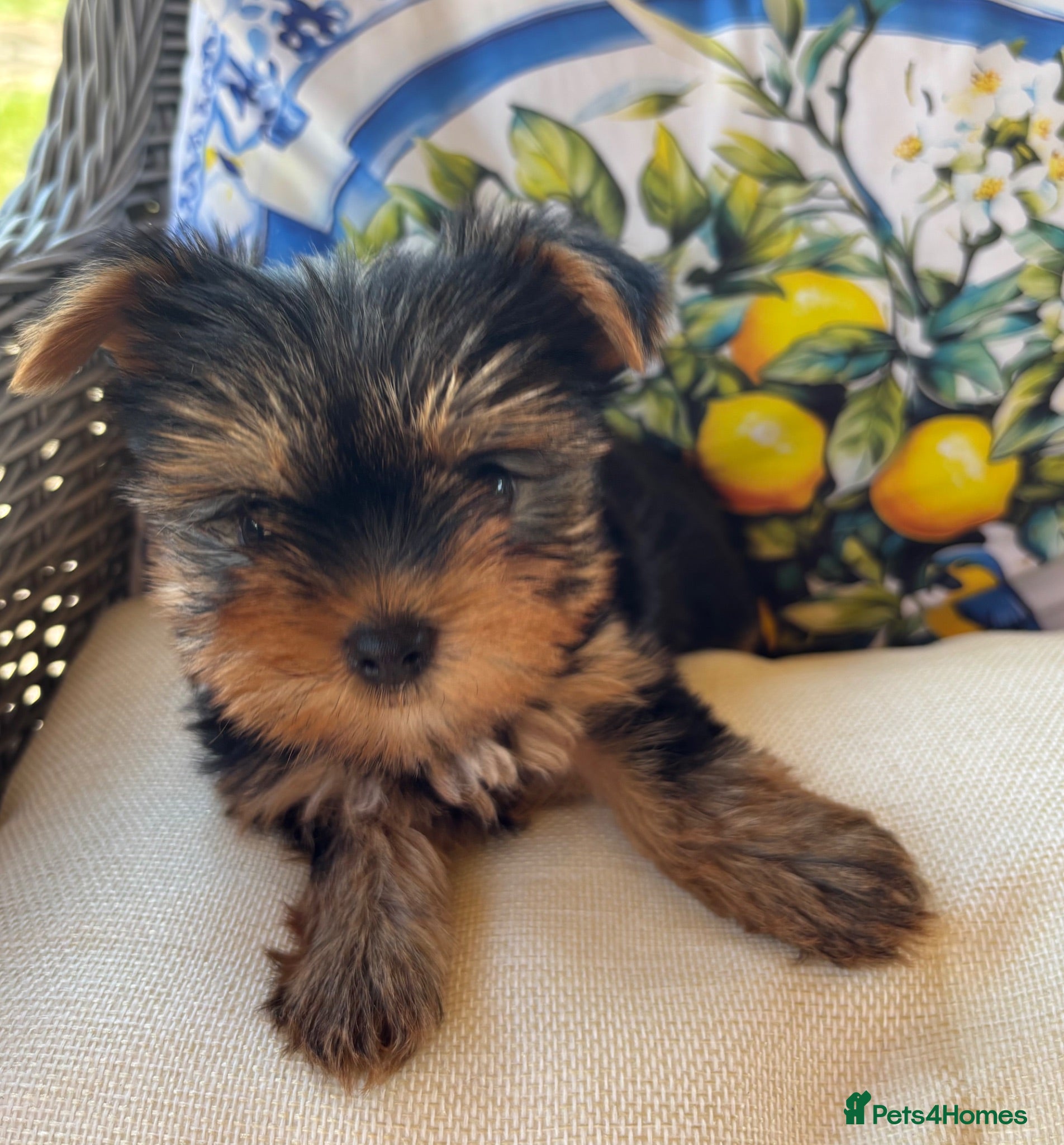 Yorkshire Terrier dogs Georgous Yorkshire terrier puppies  - Advert 2
