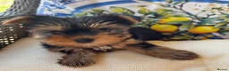 Yorkshire Terrier dogs for sale: Georgous Yorkshire terrier puppies  - Advert 4