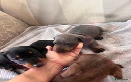 Dachshund dogs for sale: Daushund puppy’s for sale ready to leave 💝  - Image 6