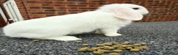 Mini Lop rabbits for sale: Rex/mini lop/mini lop x lion head bunnies. - Advert 20