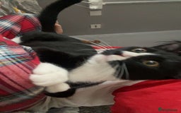 Bombay cats for sale: Milkshake and shadow - Image 6