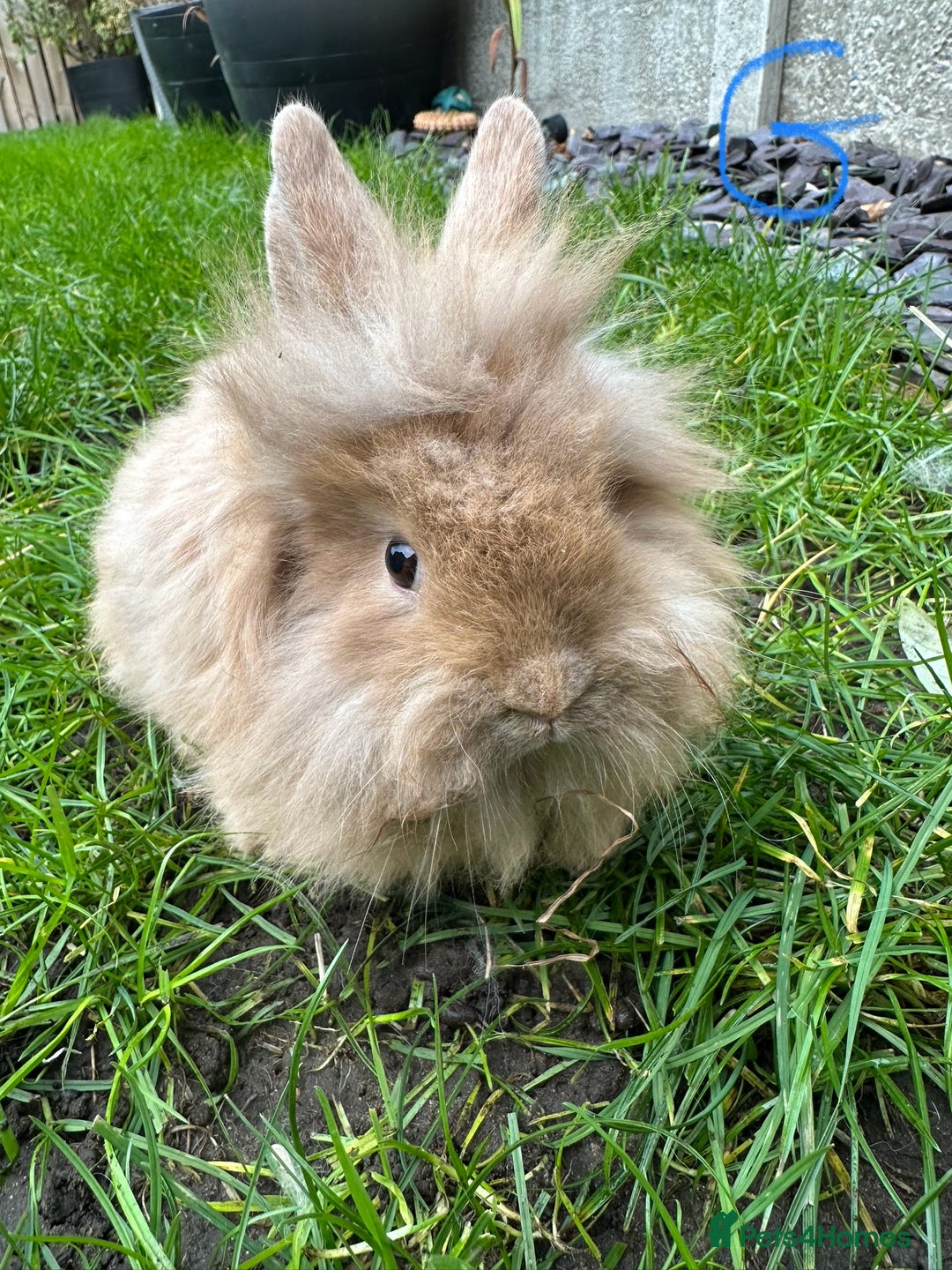 Lionhead rabbits for sale: Lionhead Rabbits For Sale  - Advert 16