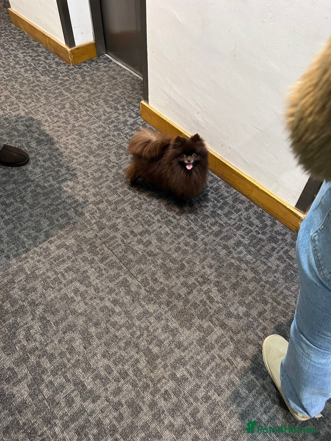 Pomeranian dogs for sale: Beautiful Merle Pomeranian - Advert 4