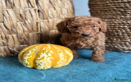 Miniature Poodle dogs for sale: 🐾 Beautiful KC 🦊 Red Miniature Poodle Puppies 🐾 - Image 23