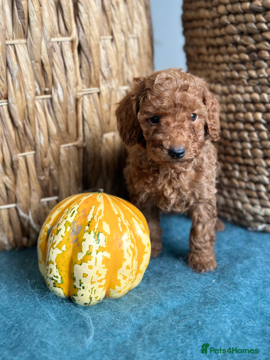 Miniature Poodle dogs for sale: 🐾 Beautiful KC 🦊 Red Miniature Poodle Puppies 🐾 - Image 23
