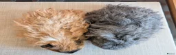 Guinea Pig rodents for sale: Gorgeous Texel sows - Advert 2