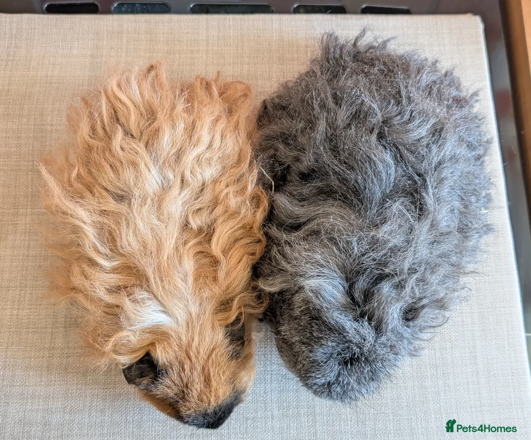 Guinea Pig rodents for sale: Gorgeous Texel sows - Advert 2