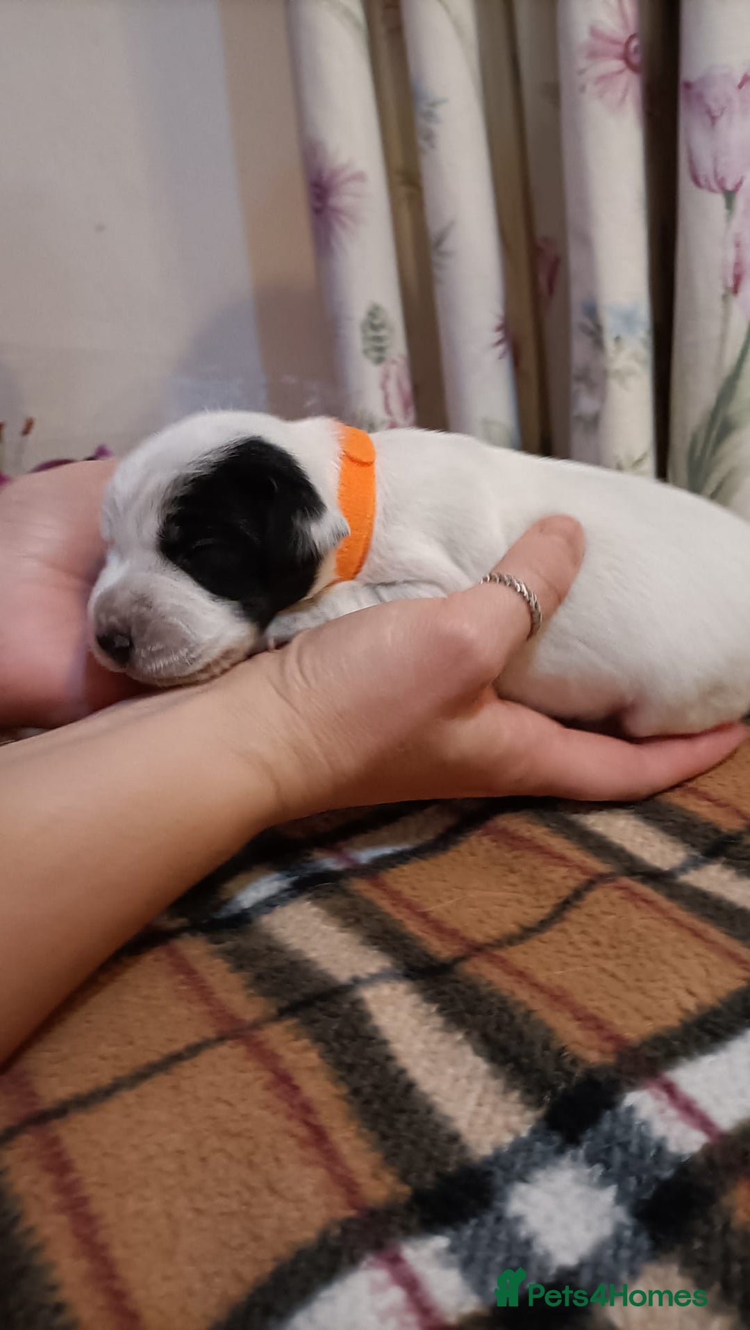 Mixed Breed dogs for sale: Cocker spaniel and terrier hybrid puppies  - Image 9