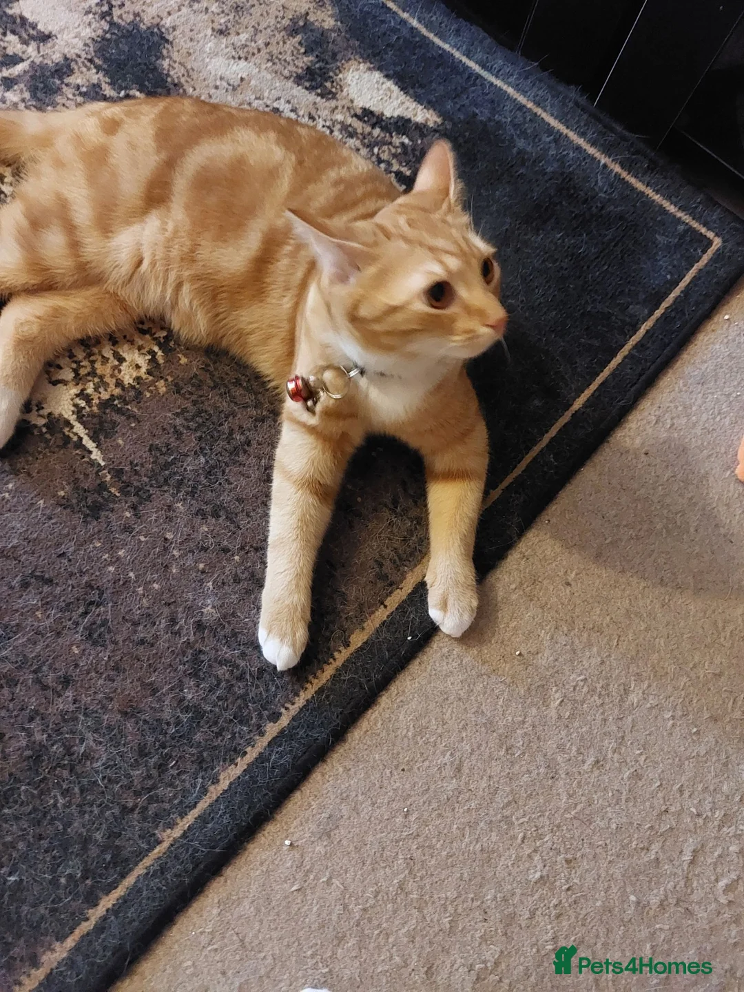 British Shorthair cats for sale: Cheeto 2 year old male cat in West Bromwich - Advert 2