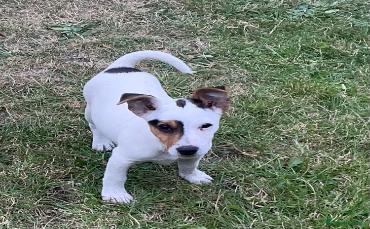 Jack Russell dogs - Advert 1