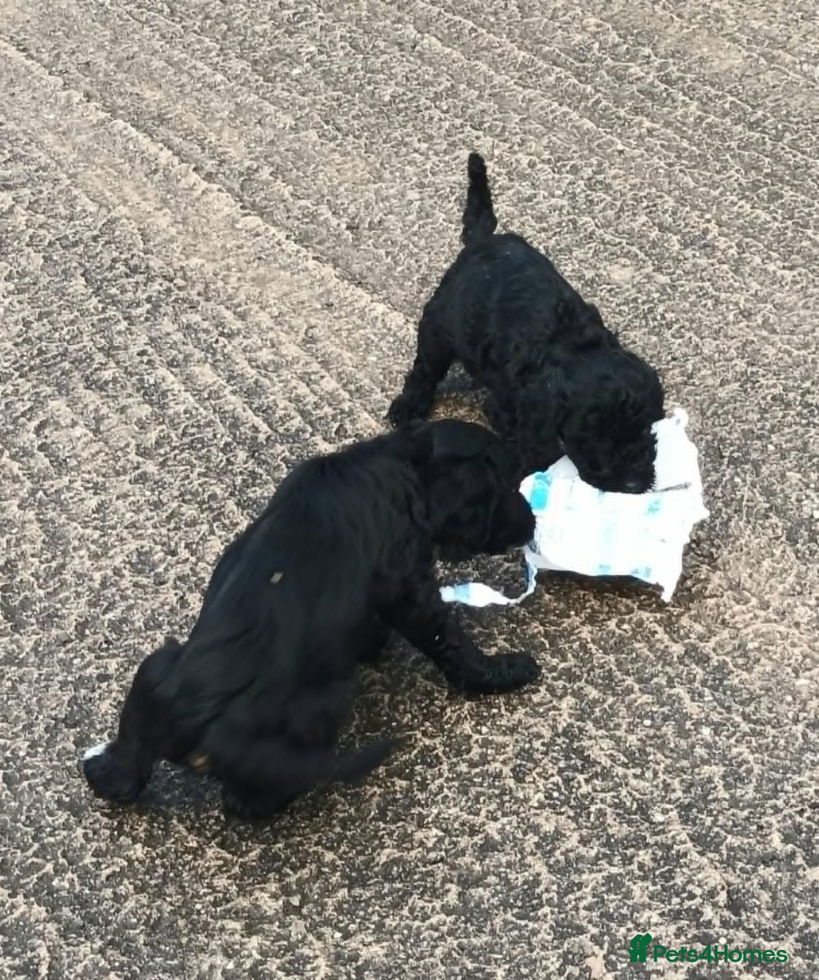 Cockapoo dogs F1b SPROODLE PUPPIES FROM 5* LICENCED BREEDER - Advert 6