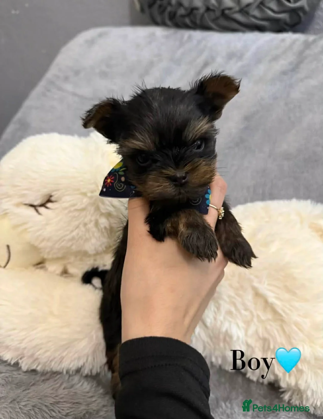 Yorkshire Terrier dogs for sale: Looking for a loving home🏠❤️ - Advert 7