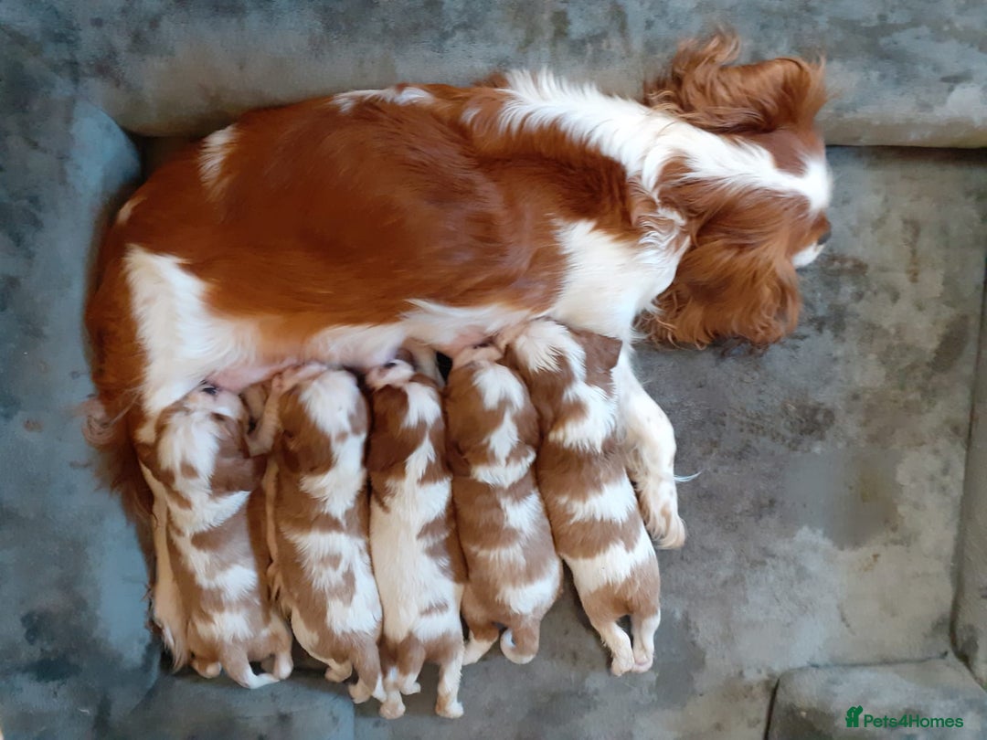 Cavalier King Charles Spaniel dogs for sale: Cavalier King Charles Spaniel  - Advert 2