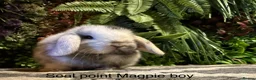 Mini Lop rabbits for sale: ⭐️pure bred mini lops ready to reserve⭐️ - Advert 6