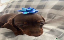 Dachshund dogs for sale: Beautiful rainbow 🌈🌈 litter 💙🩷 - Image 11