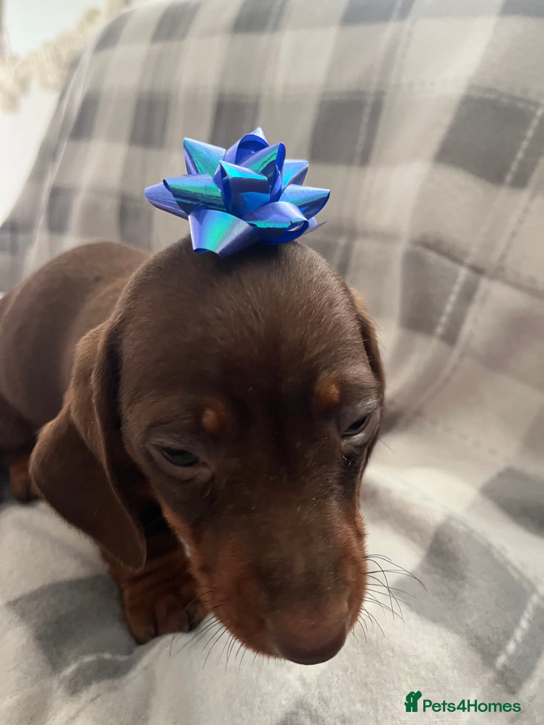 Dachshund dogs for sale: Beautiful rainbow 🌈🌈 litter 💙🩷 - Image 11
