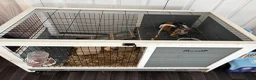 Guinea Pig rodents for sale: 2x 1year old female guinea pigs, hutch bundle - Advert 5
