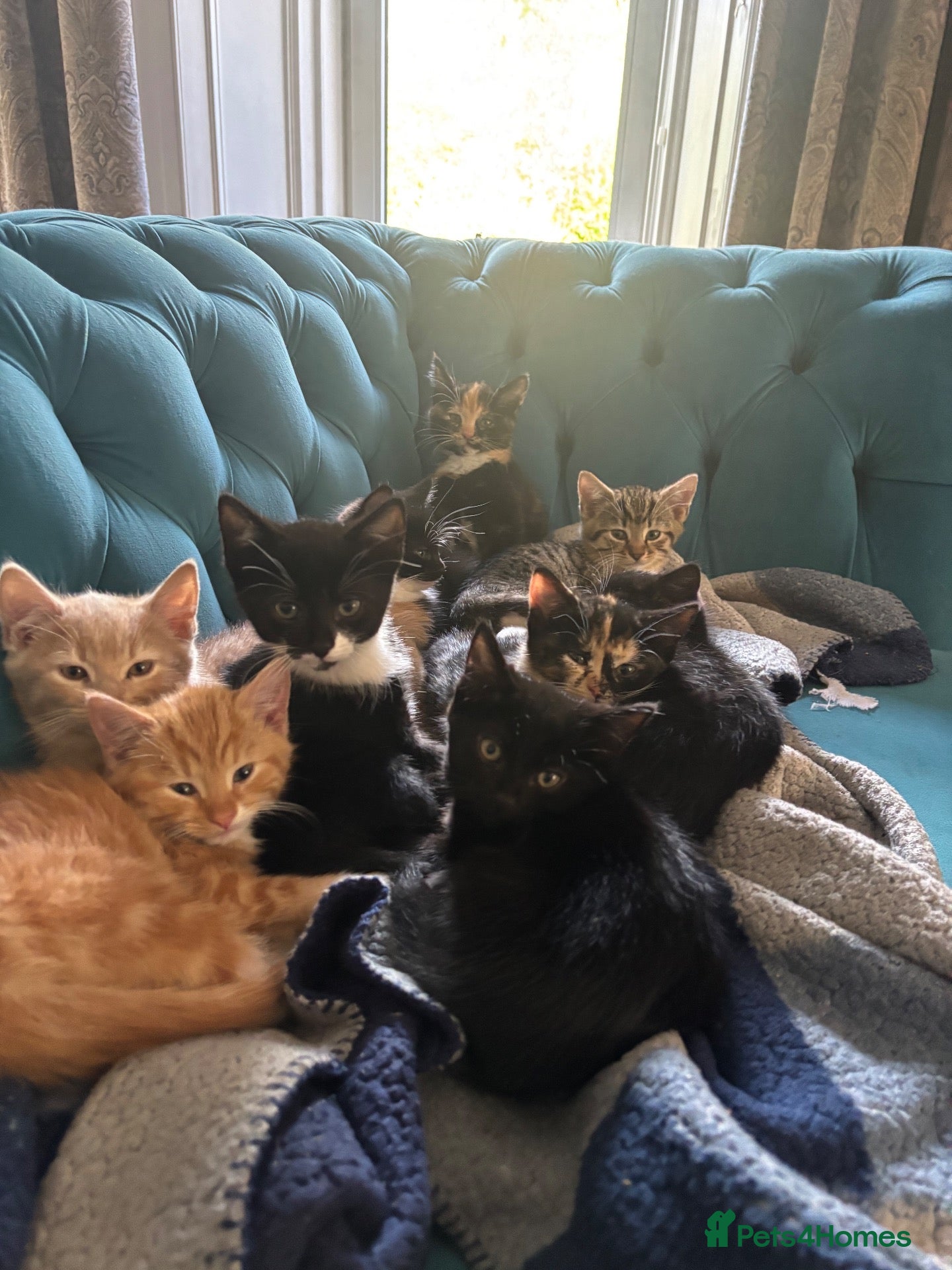 Mixed Breed cats 8 kittens for sale - Advert 15