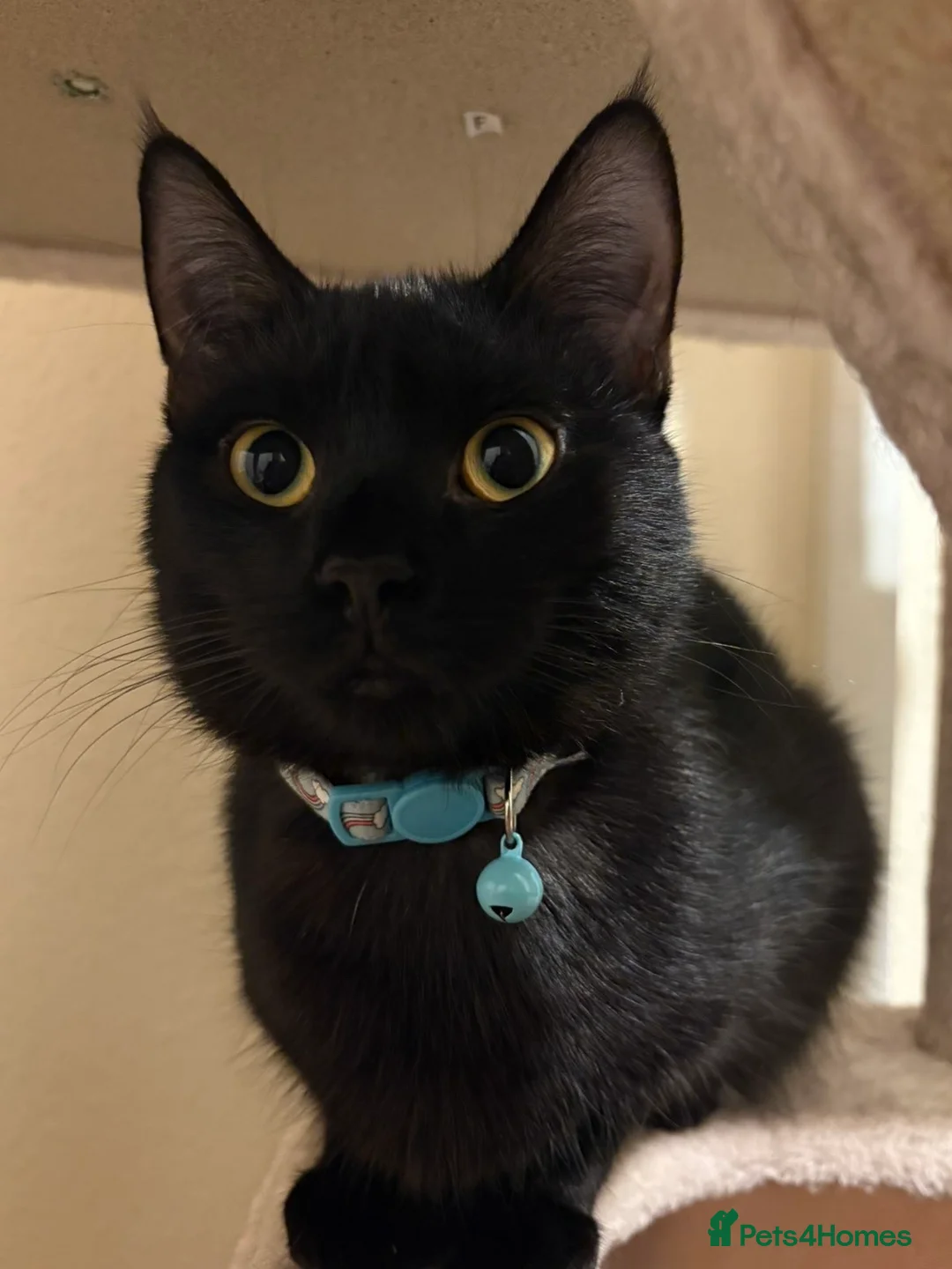 Bombay cats for sale: Cats in need of loving home  - Advert 1