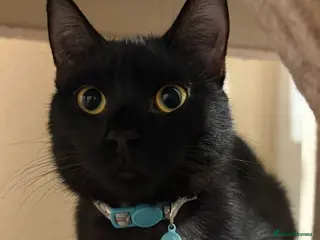 Bombay cats Cats in need of loving home - Advert 6