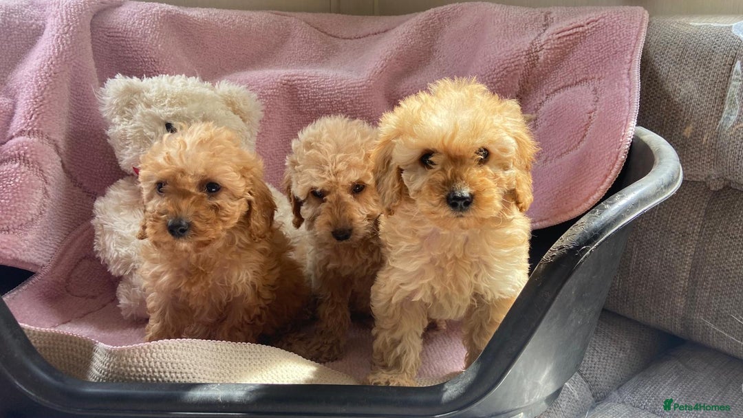 Cockapoo dogs for sale: Cockapoo puppies - Image 2