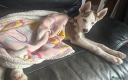 Siberian Husky dogs for sale: Husky  - Image 2