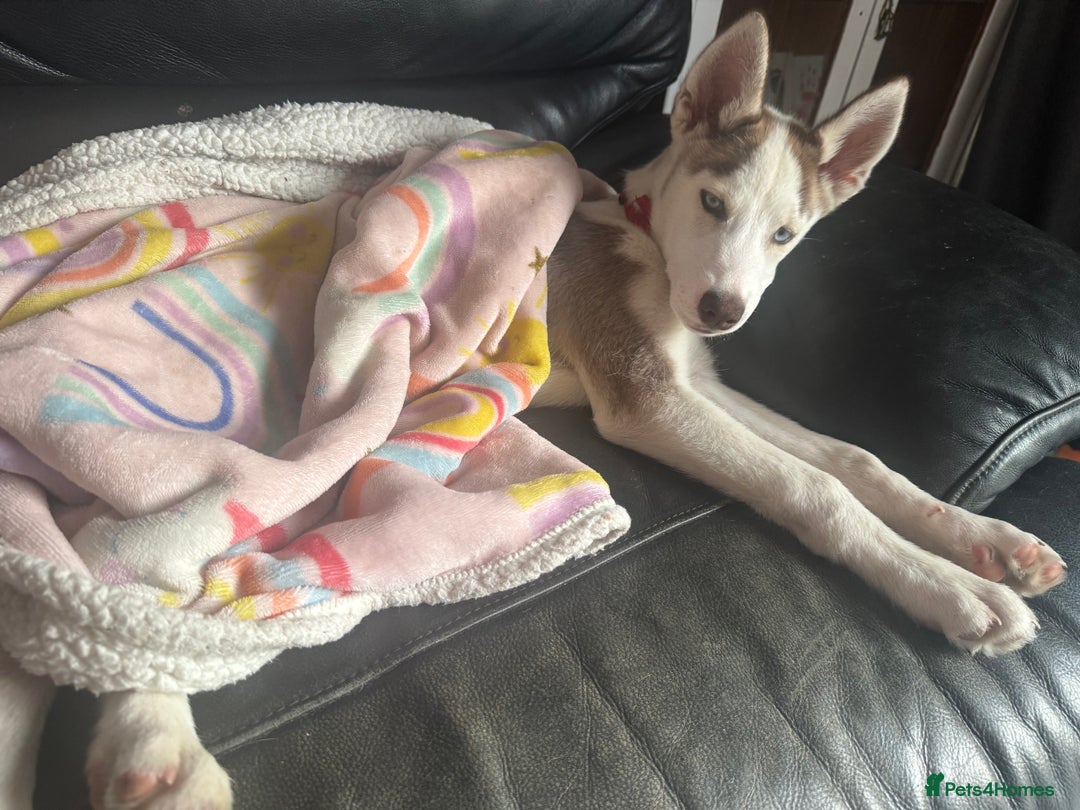 Siberian Husky dogs for sale: Husky  - Image 2