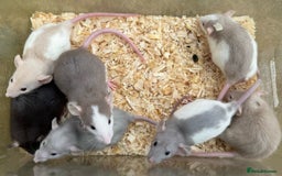 Rat rodents for sale: Young dumbo rats for sale - Image 2