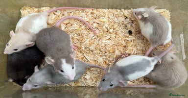 Rat rodents - Advert 11