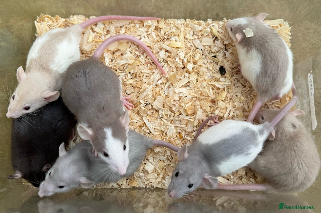 Rat rodents for sale: Young dumbo rats for sale - Image 2