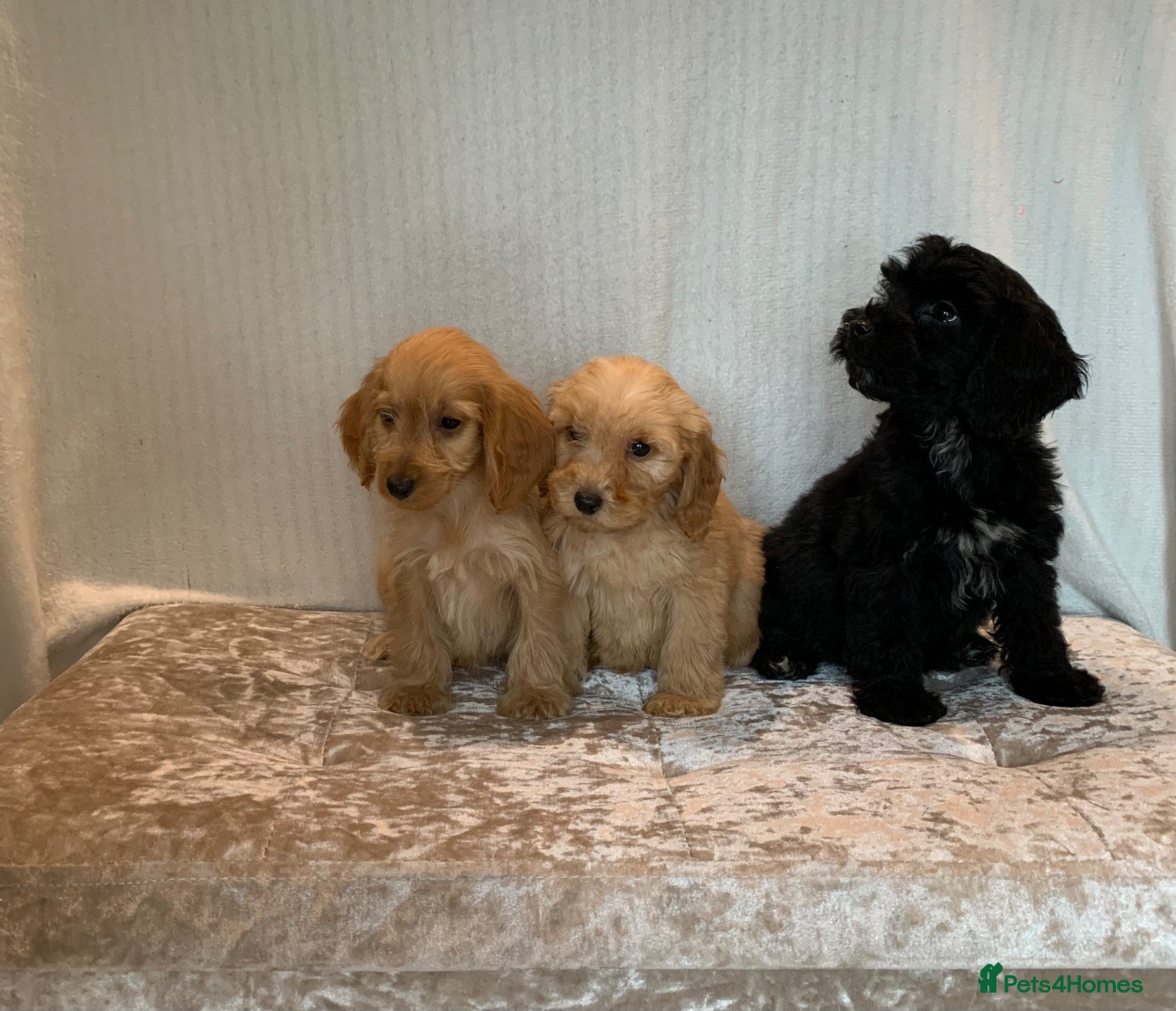 Cockapoo dogs for sale: Beautiful F1 cockapoos - Advert 8