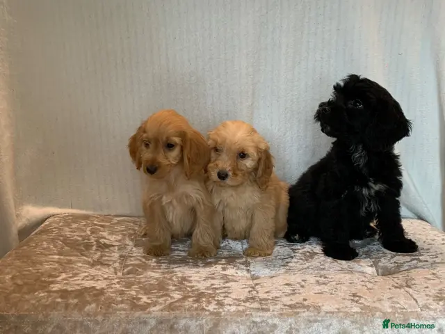 Cockapoo dogs for sale: Beautiful F1 cockapoos - Advert 8