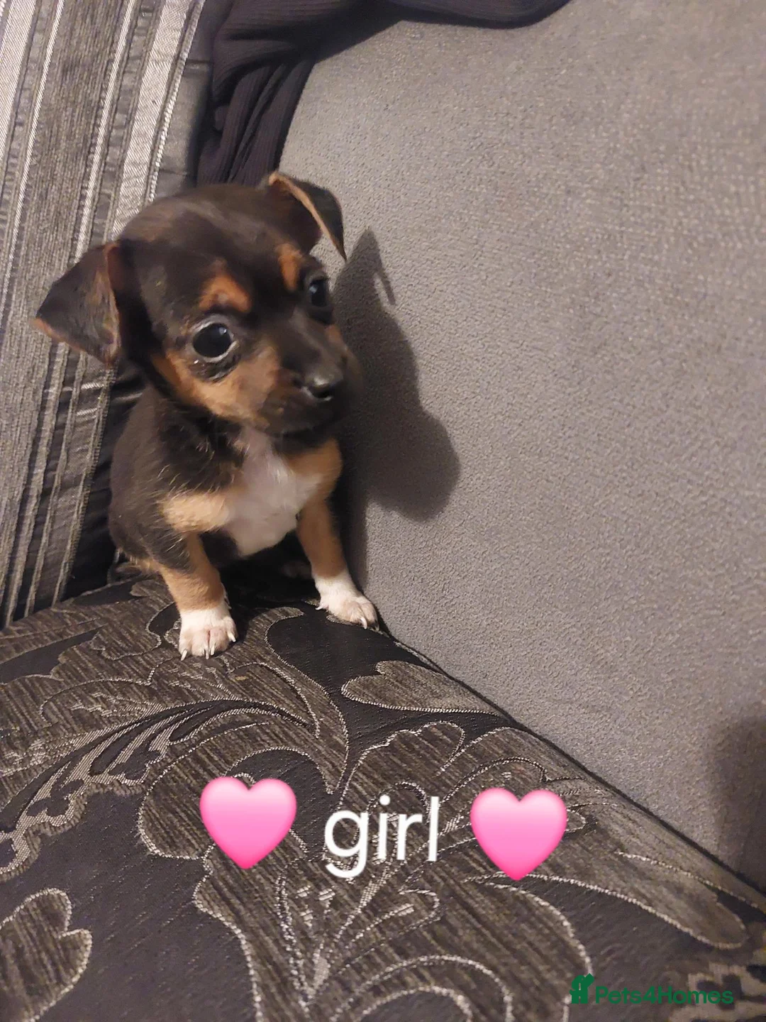 Jack Russell dogs for sale: Miniature Jack russell puppy's for sale  - Advert 2
