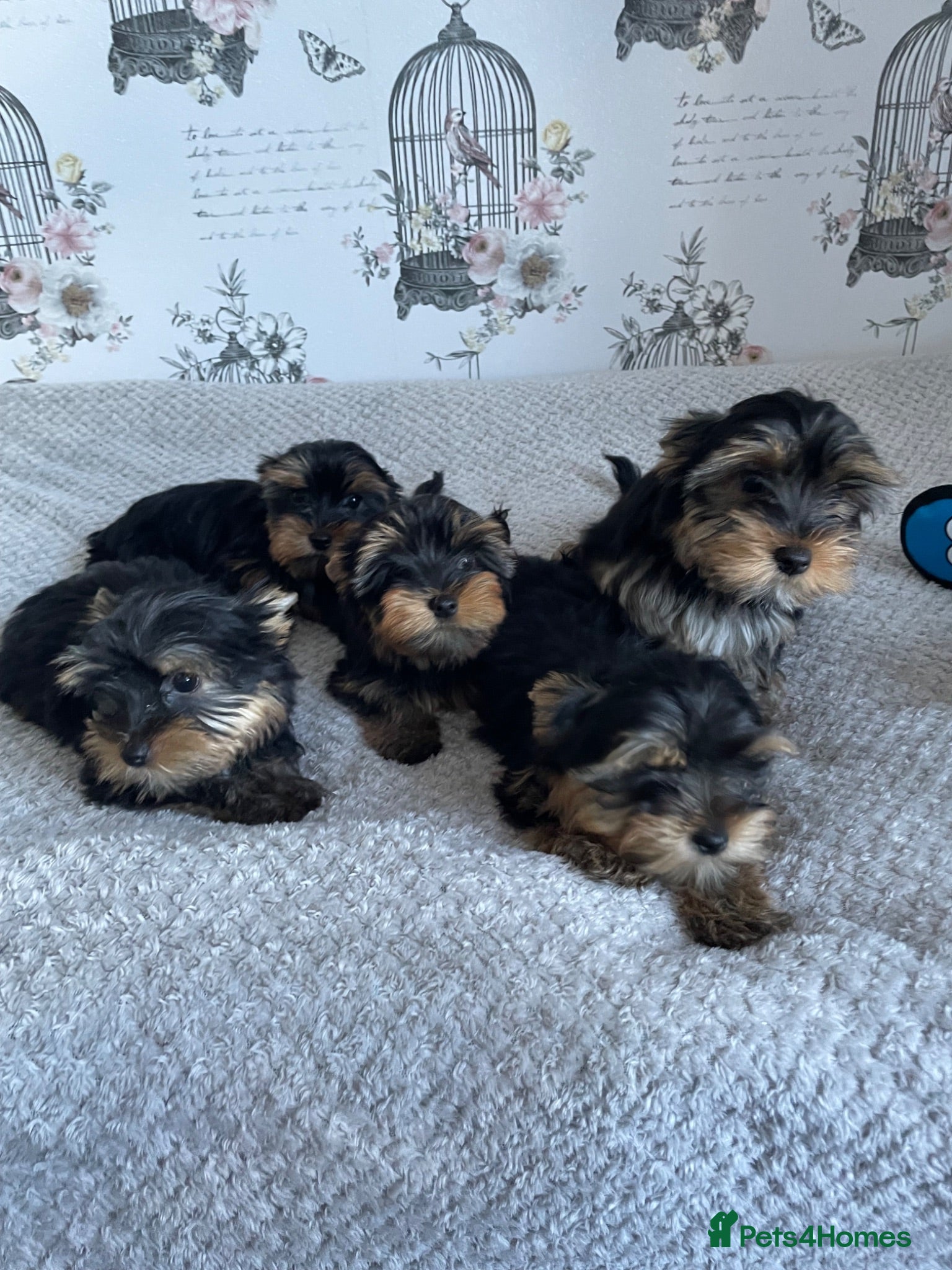 Yorkshire Terrier dogs Yorkshire Terrier puppies  - Advert 1