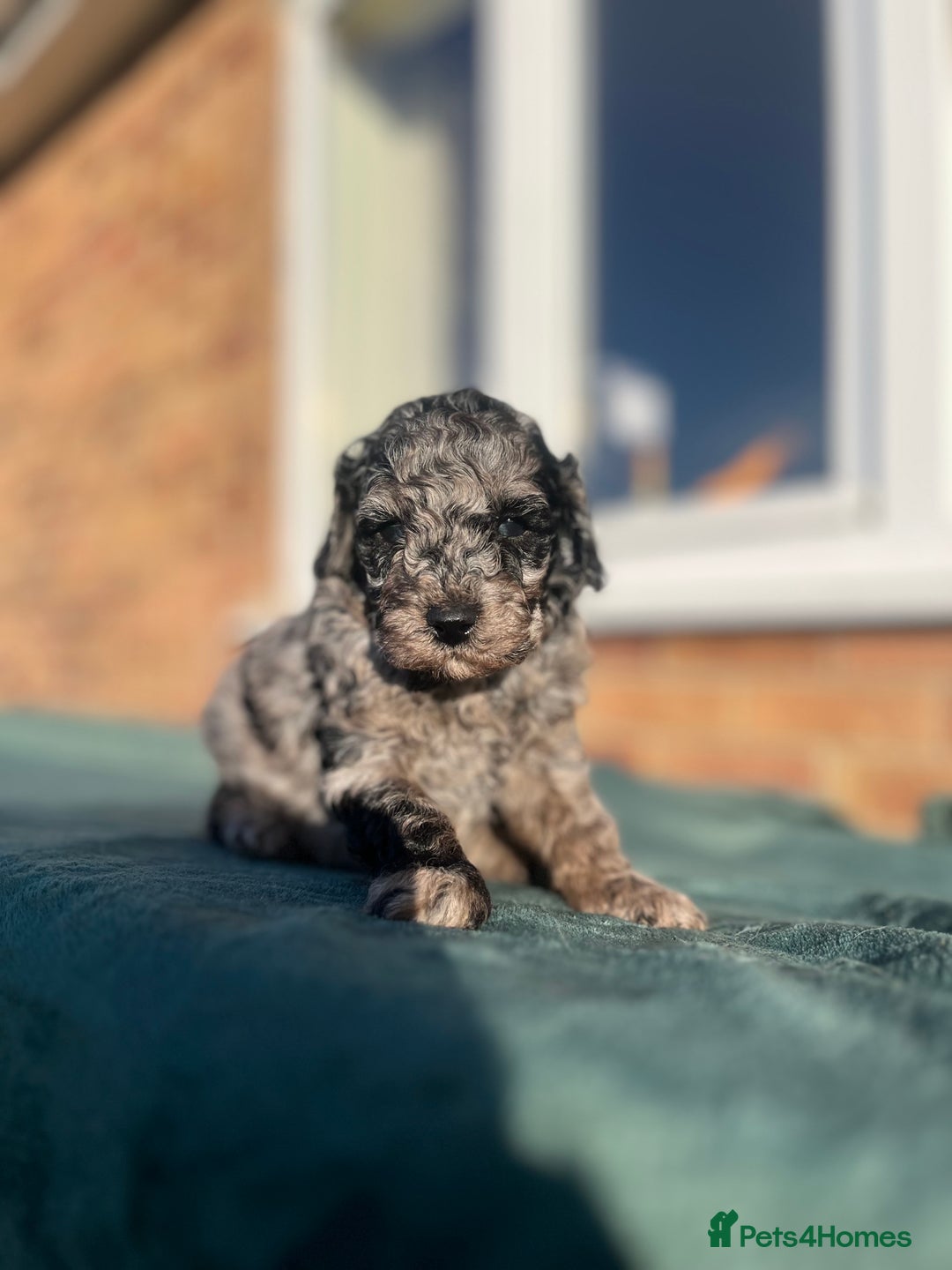 Miniature Poodle dogs for sale: Beautiful miniature poodles  - Advert 9