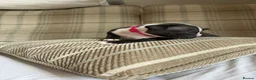 American Bully dogs for sale: 🐾 POCKET BULLY PUPPIES 🐾  in Nottingham - Advert 5