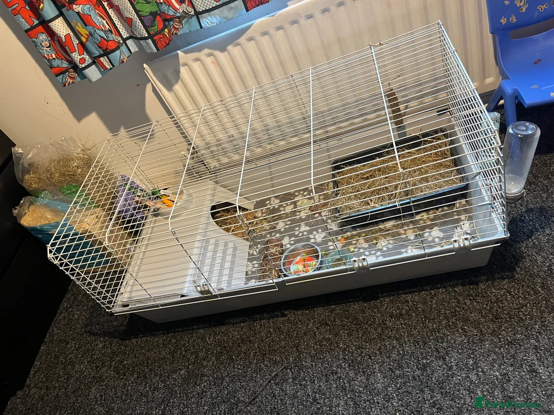 Guinea Pig rodents for sale: guinea pig  - Advert 1
