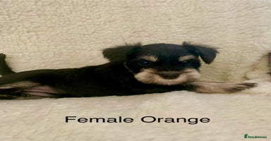 Miniature Schnauzer dogs - Advert 3
