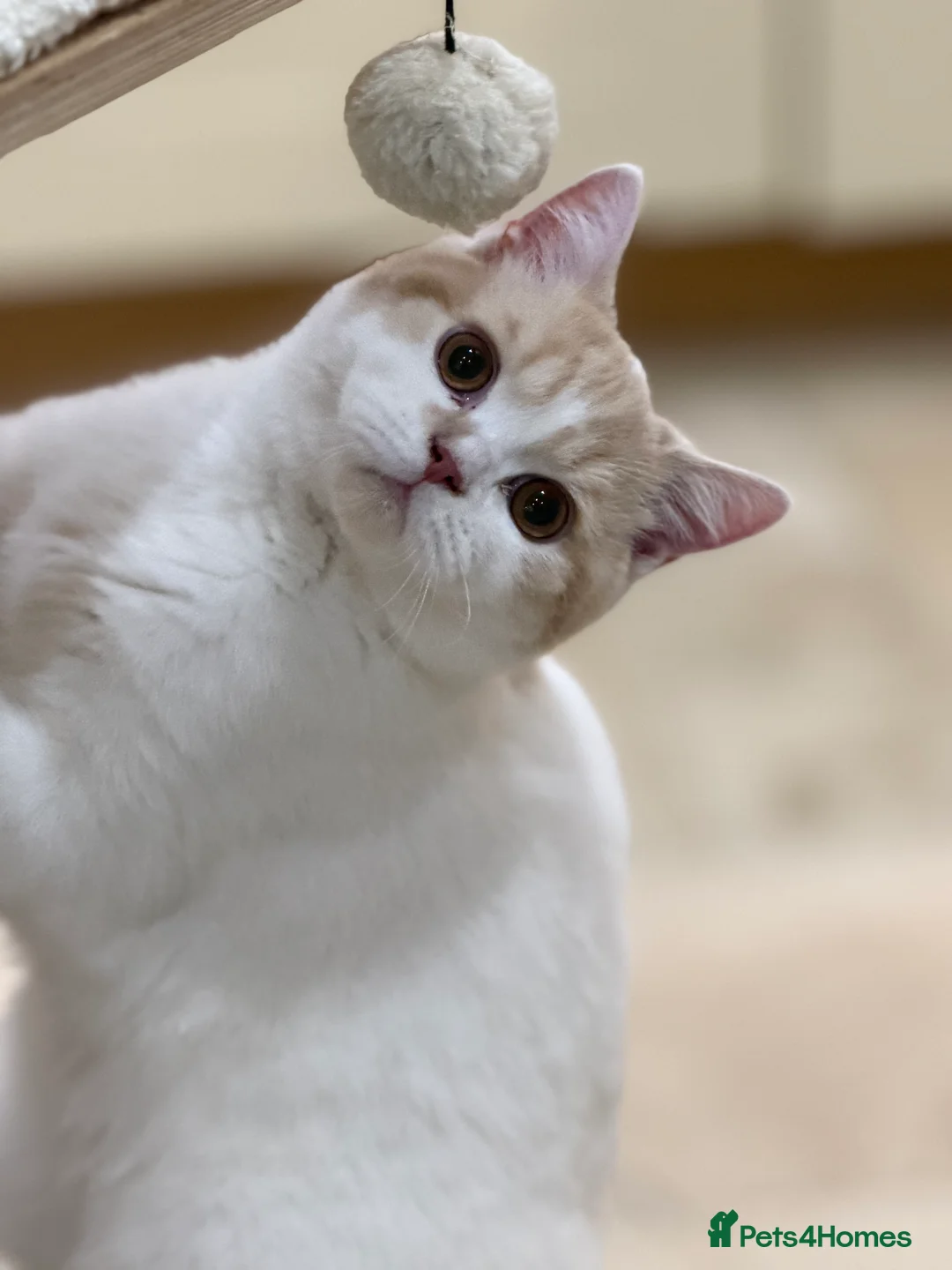 British Shorthair cats for sale: READY NOW - REGISTERED FULL PEDIGREE BSH - Advert 4